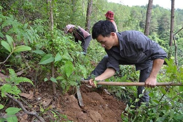 最新茯苓价格动态与市场分析概览