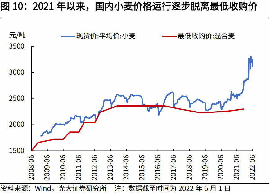 小麦价格最新行情解析