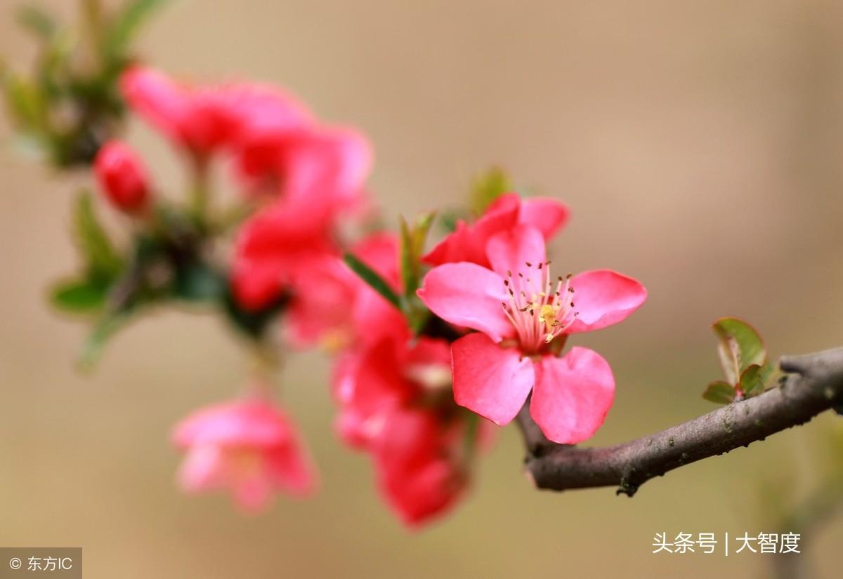 落花网最新版探索与体验之旅