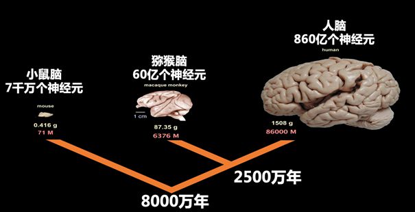 脑科学最新研究揭秘，人类大脑的奥秘与无限潜力