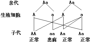 苯丙酮尿症最新研究进展揭秘，科学突破与治疗方法的新进展