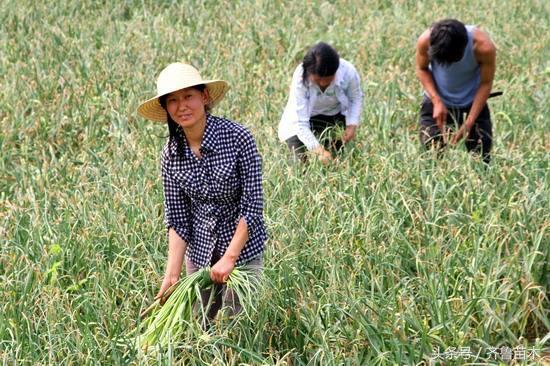 全国大蒜最新价格动态分析与趋势预测