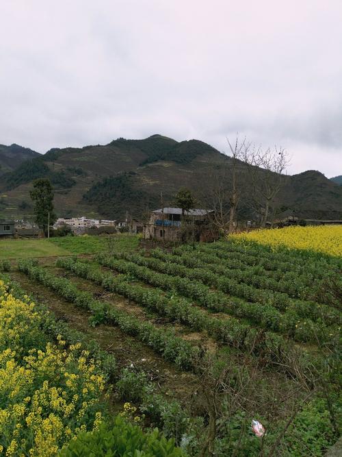 盘谷乡最新天气预报概况